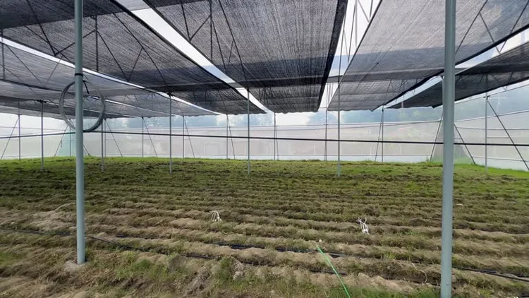 20260522 vegetables shade nets.png